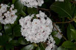 Mountain laurel